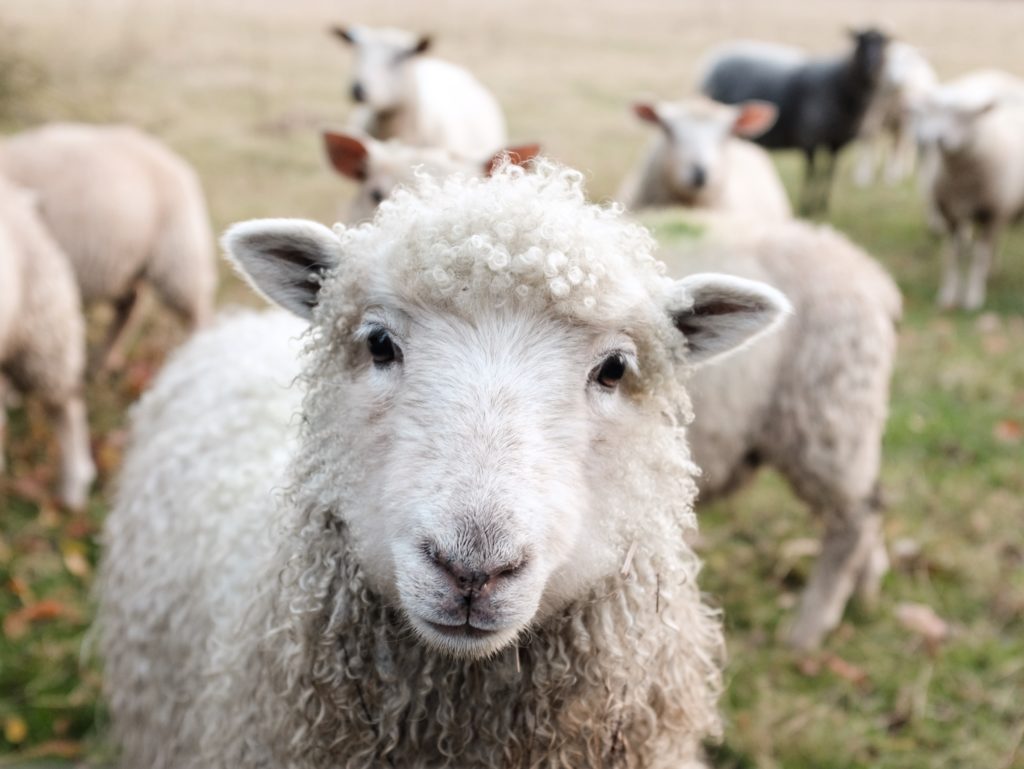 A close-up photograph of a sheep with long curly white wool. They have dark brown eyes and they are looking directly at the camera. There are other white and black sheep in the background. They are standing on green grass.
