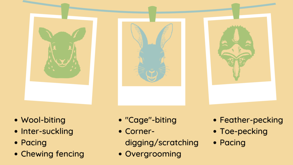 A graphic of a smiling sheep, rabbit, and turkey set in individual polaroid frames with a list of abnormal behaviors below.
