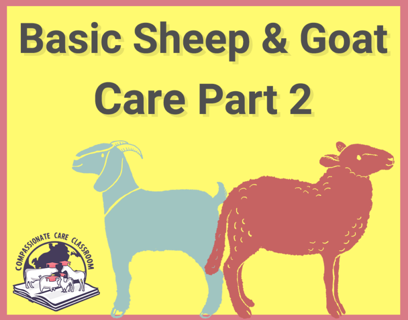 A goat and a sheep and the text "Basic Sheep & Goat Care Part 2"