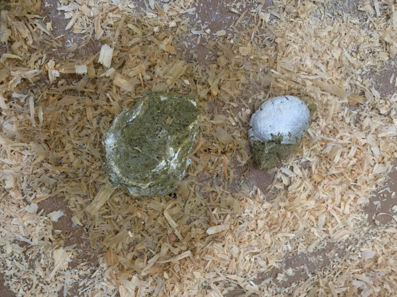 two turkey poops on wood shavings. Both are greenish brown. One has swirls of white while the other has a solid section of white covering half the poop.