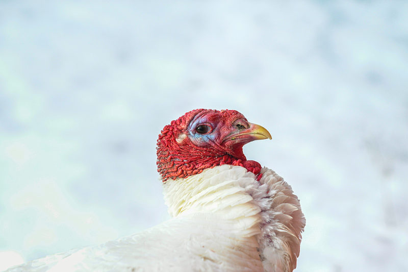 A male turkey with bright red head and white feathers in front of a pale blue sky.