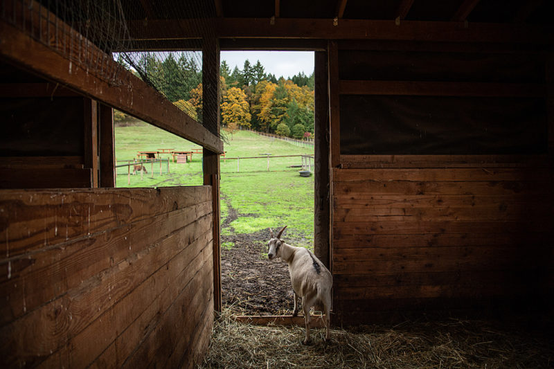 A goat stands in the doorway of a barn with green pasture behind them.