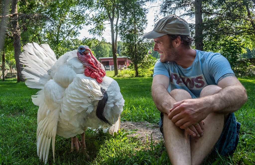 a male turkey struts in a grassy yard while his human caregiver sits nearby smiling at him