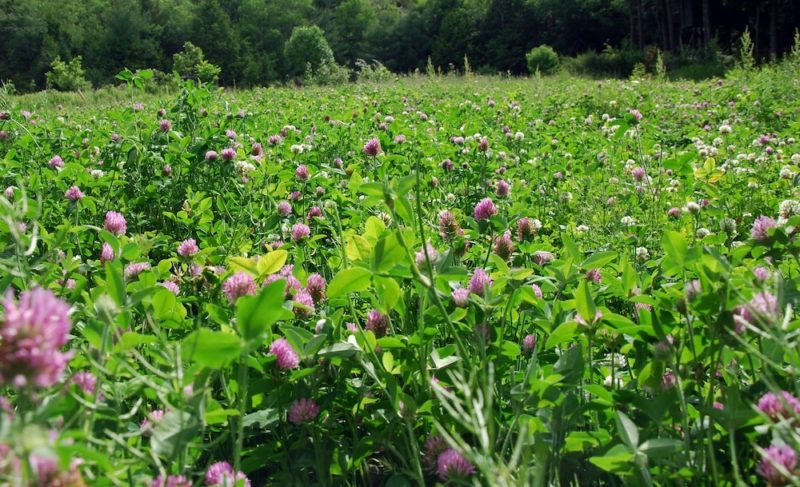 a field full of red clover