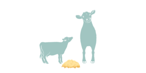 This graphic portrays two blue cows. One adult cow stares forward smiling. A blue calf stadns next to her looking up and standing by a pile of hay.