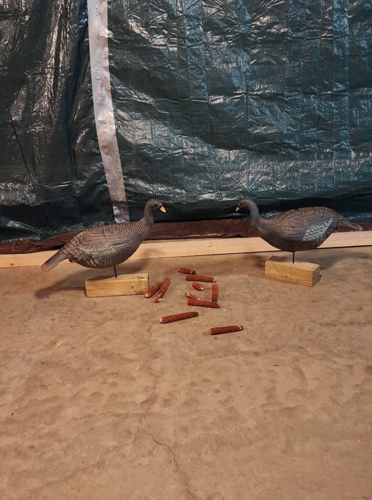 This image shows two turkey decoys facing each other, with some corn cob treats scattered between them. They are inside a barn on a floor, and plastic has been hung to cover windows. 