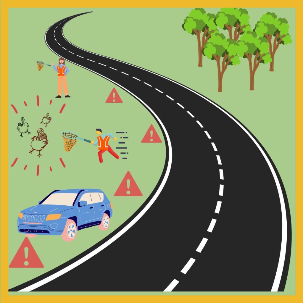 An image of a curving road. A car is pulled over to the side of the road, and three traffic triangles spread out behind it signal its location. A traffic triangle in front of it also serves as a warning. There are three baby turkeys running loose, and a rescuer wearing a neon vest with reflective tape shooing them quickly from the road with a net. Behind him, another rescuer, also wearing a neon vest with reflective tape also holds a net.