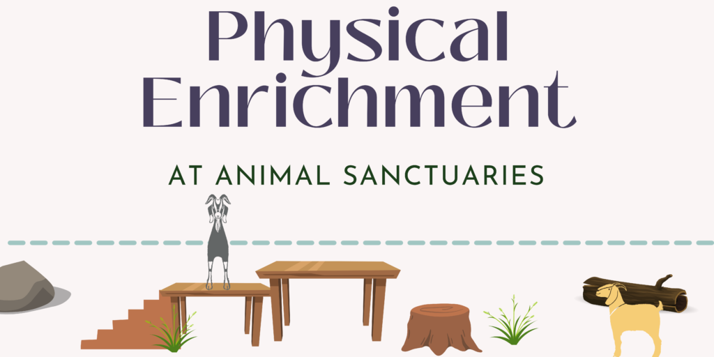 A light pink background with "Physical Enrichment At Animal Sanctuaries" written across and one goat standing. on a platform that leads to another lant form and another goat on the ground next to an old log. 