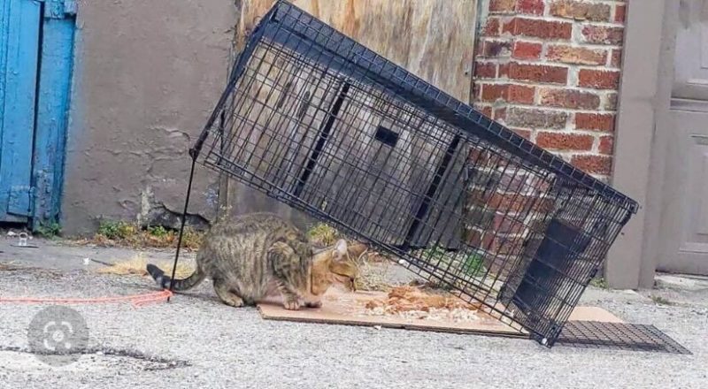 A cat is investigating a rigged drop trap, which is a rectangular grated cage propped up and tied to a string. There are treats under the drop trap, and outside of the image rescuers are holding a string attached to the string propping the trap, so they can pull it and drop the trap onto the cat once they venture fully inside of it.