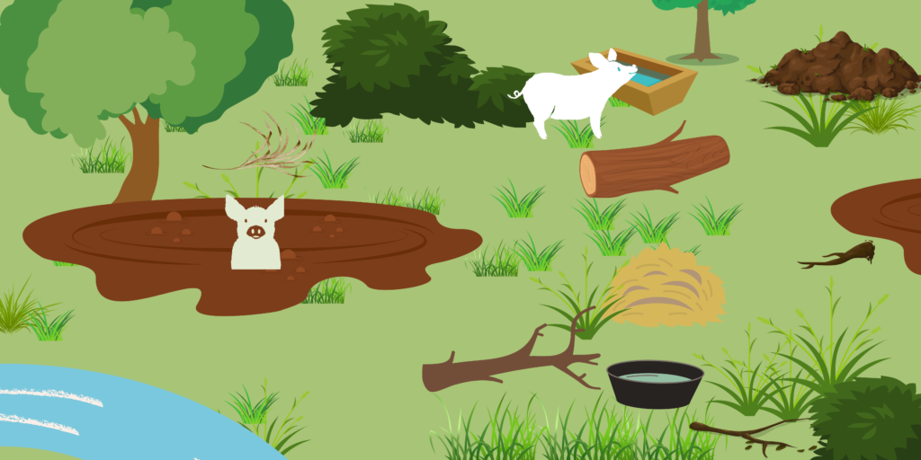 This graphic depicts two pigs in an outdoor living space. One rests in a mud wallow and another gets a drink from a water trough. Their are bushes and trees, branches, straw and logs on the ground.