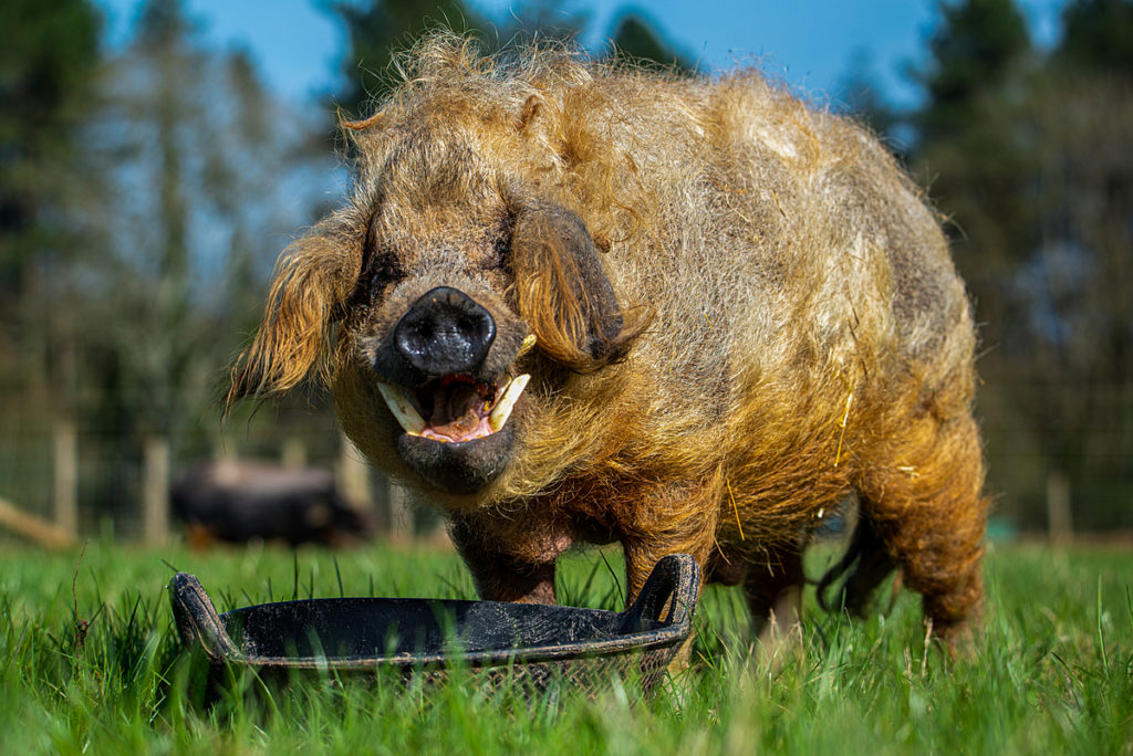 A photograph of a large reddish brown curly-haired pig. The pig has floppy ears, a black snout, and tusks. The pig's mouth is open and they are standing over top of a food bowl looking towards the camera. They are standing on green grass.
