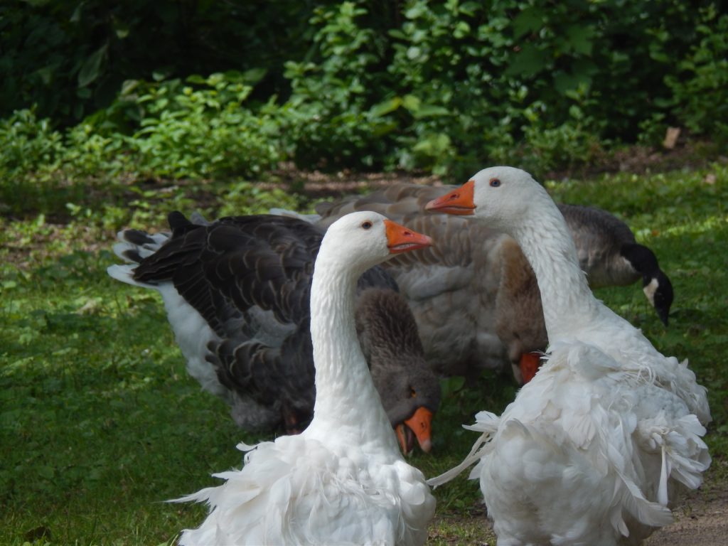 An image of two white domesticated geese standing in front of two grey domesticated geese, with a Canada goose in the background.