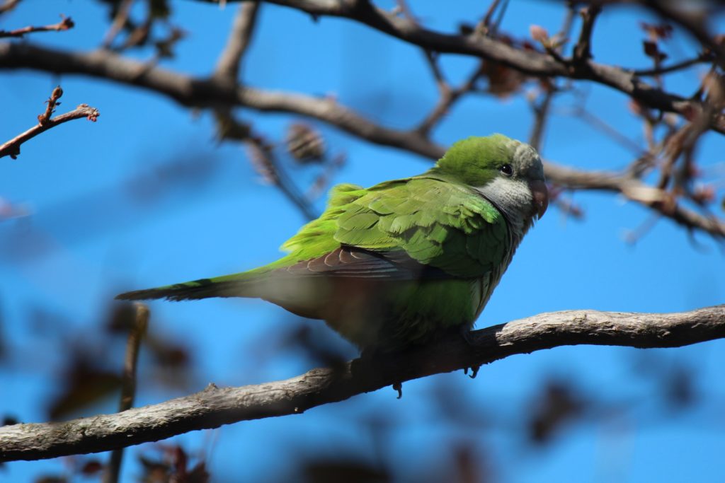 An image of a small green and grey parrot standing on a branch.