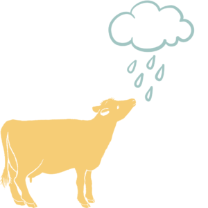 A yellow cartoon cow looks up at a blue outline of a rain cloud with 5 raindrops falling from it.
