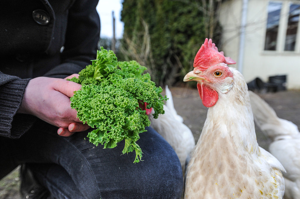 A white hen eats kale from a human's hands while other hens stand in the background