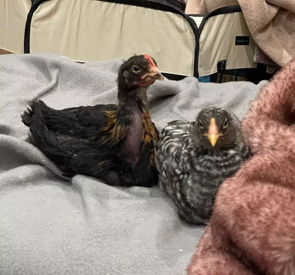 Two older chicks sit in a soft-sided playpen on top of blankets. Both have some of their adult feathers but still have down on their head.