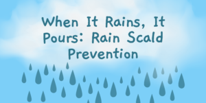 A graphic of a cloud sits over a blue background. Words on top read "When it rains it ours:rain scald prevention". Blue raindrops fall from the cloud