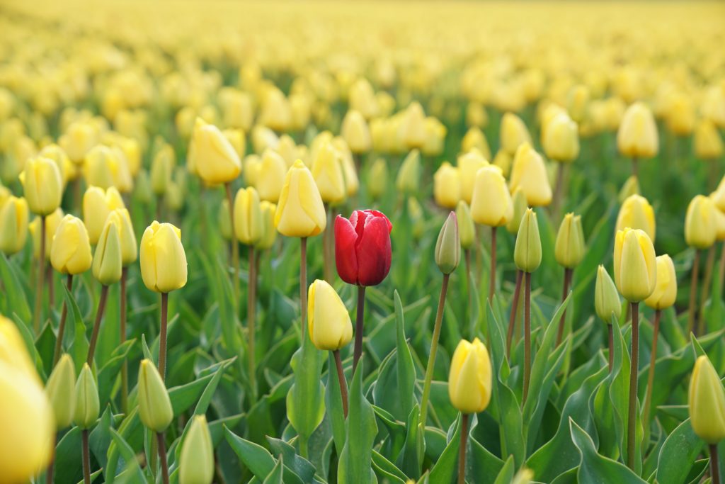 A field of yellow tulips with one red tulip in the middle.