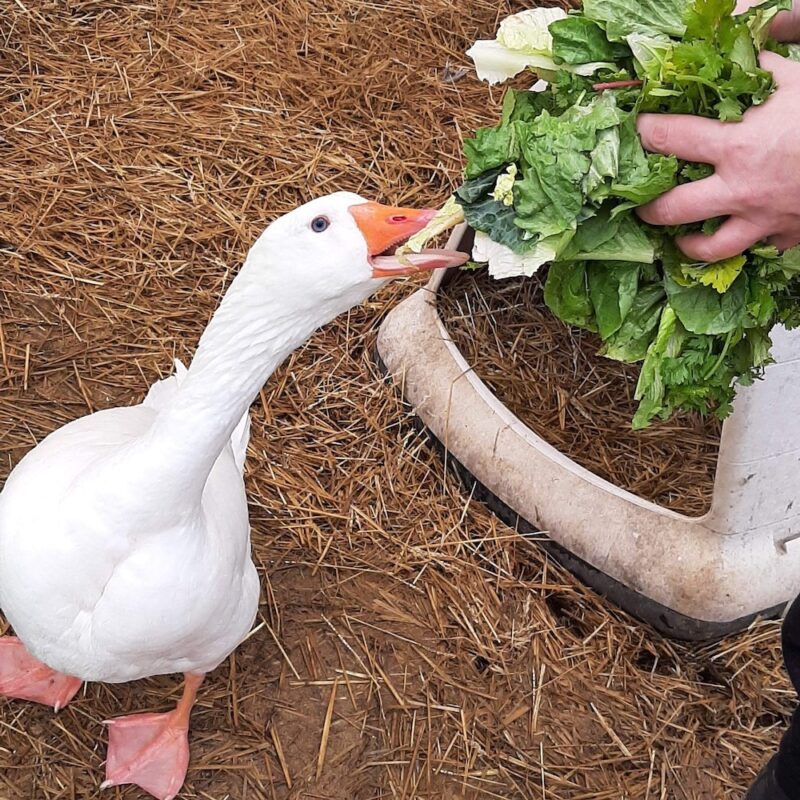 a pair of hands hold a large handful of lettuce while a white goose with blue eyes reaches up to eat it.