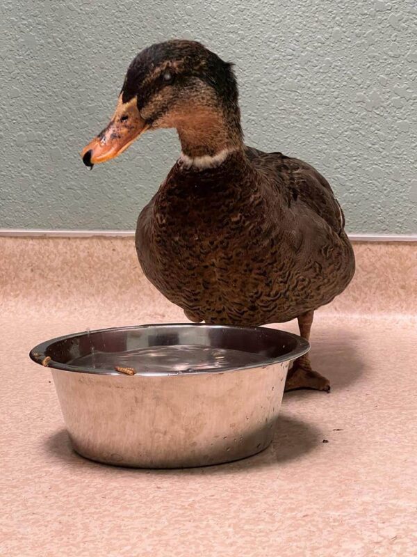 a brown duck with a white band of feathers around her neck stands behind a bowl of water