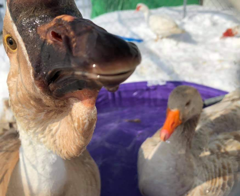 a close-up shot of a grey goose with a black bill and black nob looking into the camera while water drips from their bill. Behind them a grey goose with an orange bill sits in a purple kiddie pool and two Muscovy ducks can be seen standing in snow.