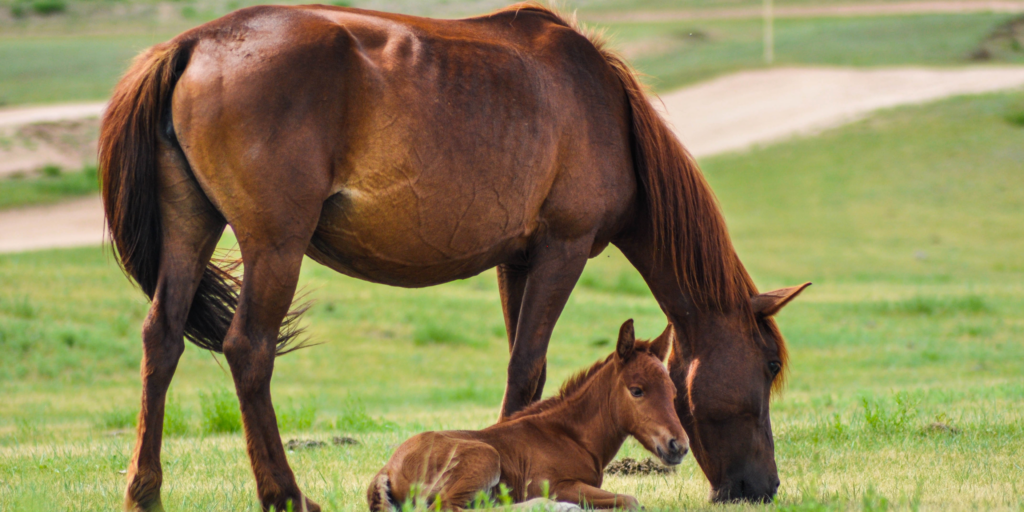 A reddish brown mother horse eats grass with her foal resting beside her.