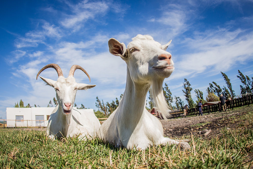 two white goats lay in the grass with a blue sky behind them