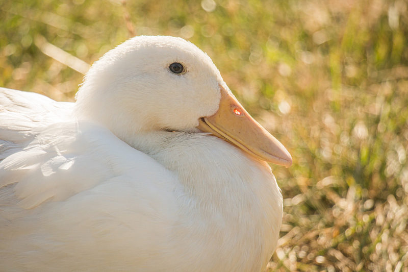 A Welcome To Waterfowl: The New Duck Arrival Guide - The Open Sanctuary ...