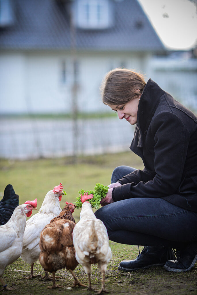 Photograph of a person wearing a black coat, blue jeans, and black boots kneeling to feed some rescued chickens a bunch of kale. 