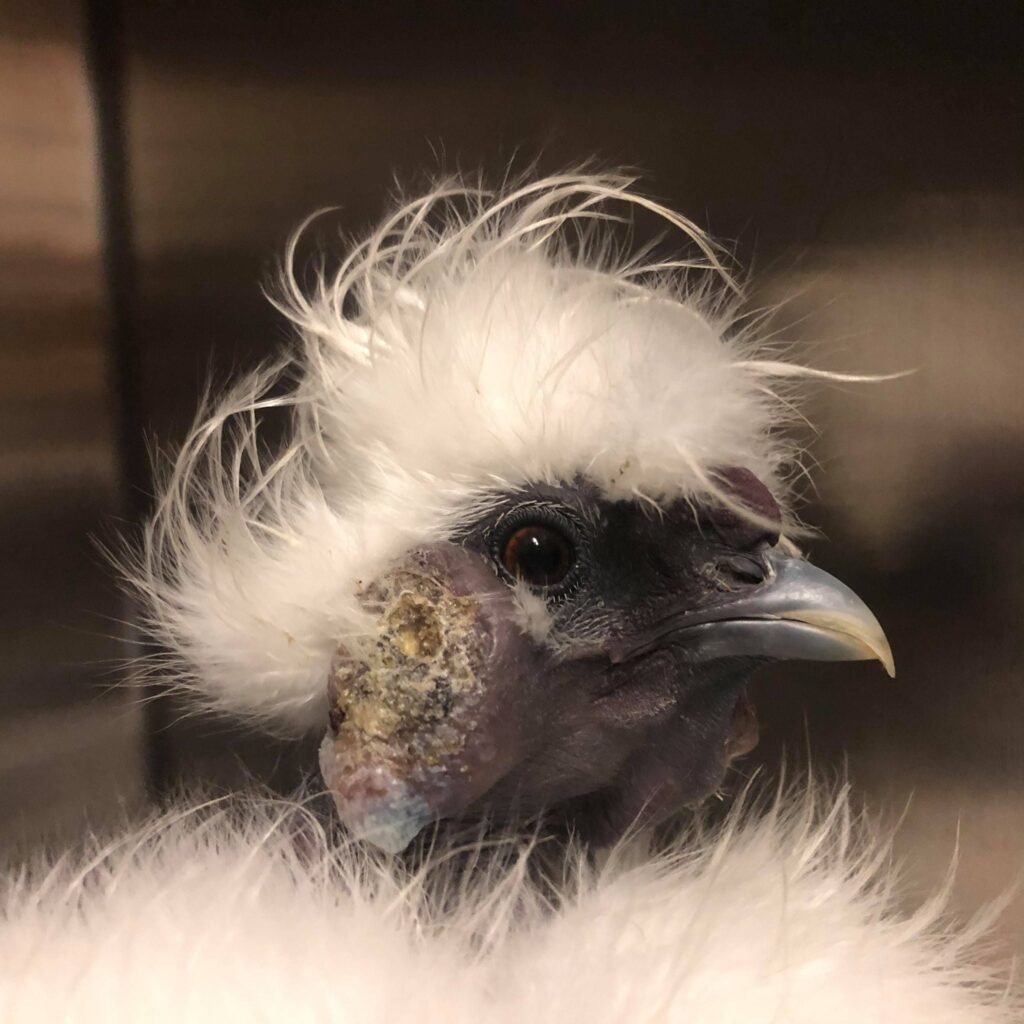 An image of the head of a silkie chicken with frazzled feathers, who has a mass on his face.