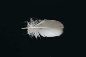 An image of a small white feather on a black background. The feather has a fluffy end near the quill, and the top is tightly organized.