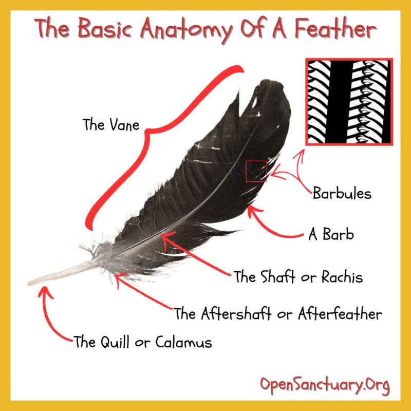 How Do Feathers Work, And What Can They Tell You? An Introduction For ...