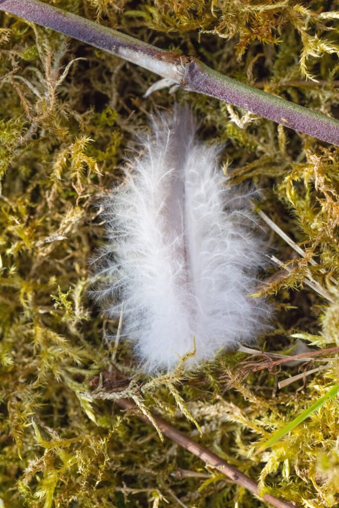 An image of a white down feather against a background of moss which shows how the barbs of the feather do not interlock, so the feather remains unorganized in a web and is fluffy. 