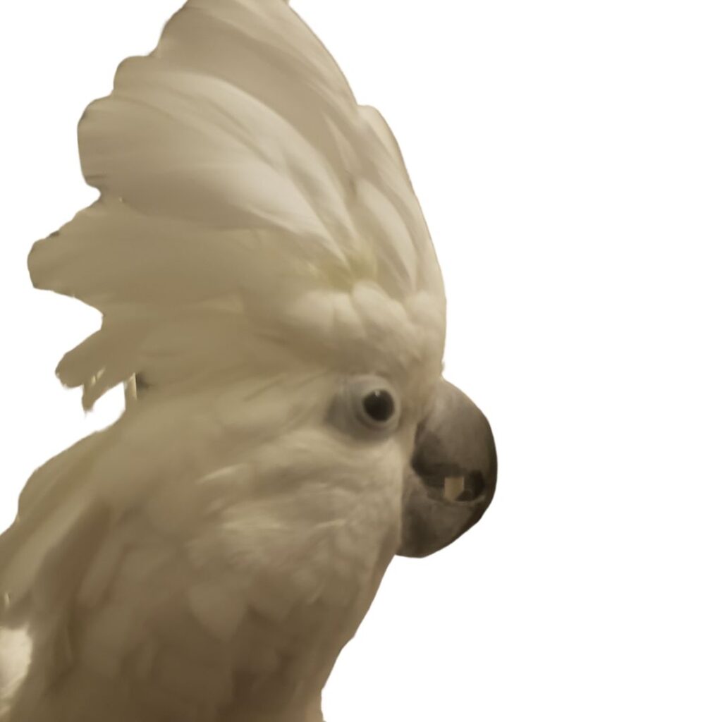 An image of an Umbrella cockatoo, who is a white parrot with a large crest that is fluffed up and raised. 