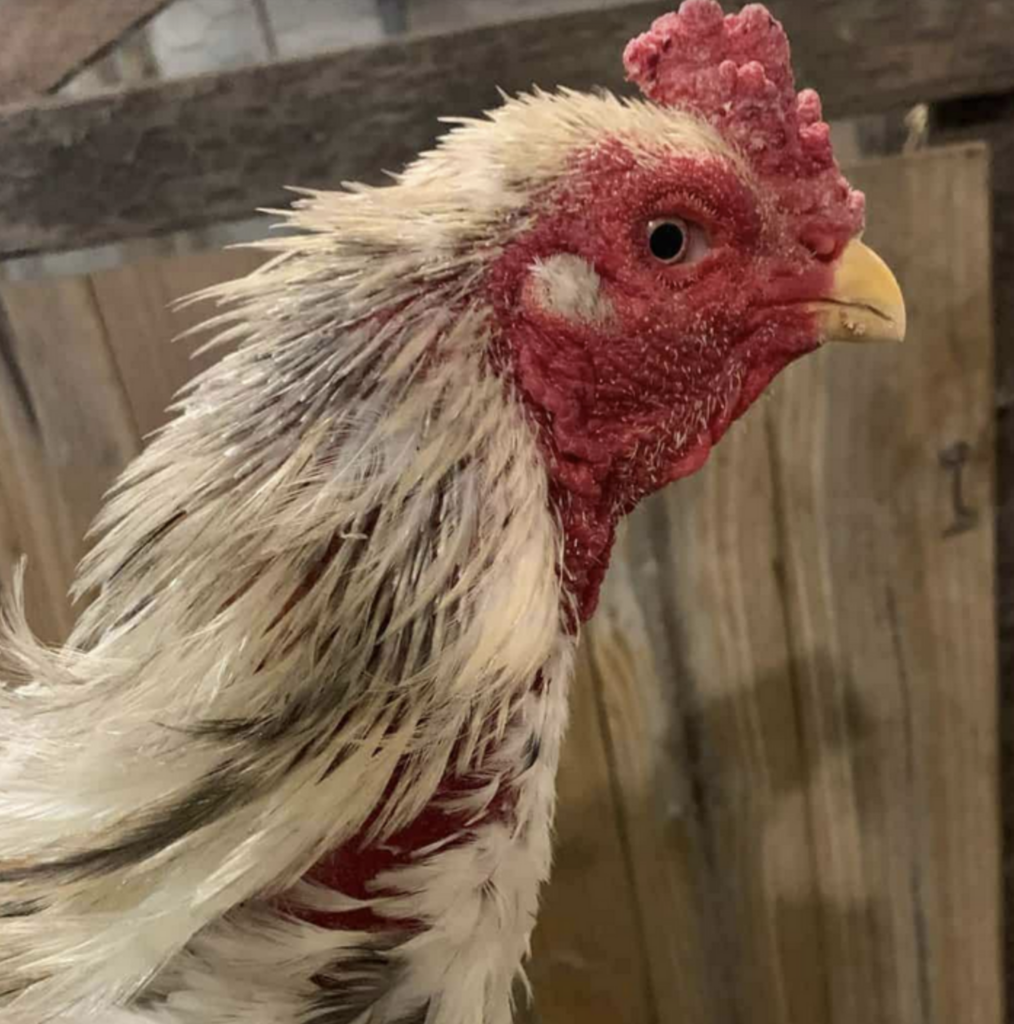An image of a white rooster's head. His neck is somewhat bare, and what feathers are there are pin feathers, or keratin covered developing feathers. His neck looks a bit like a porcupine.