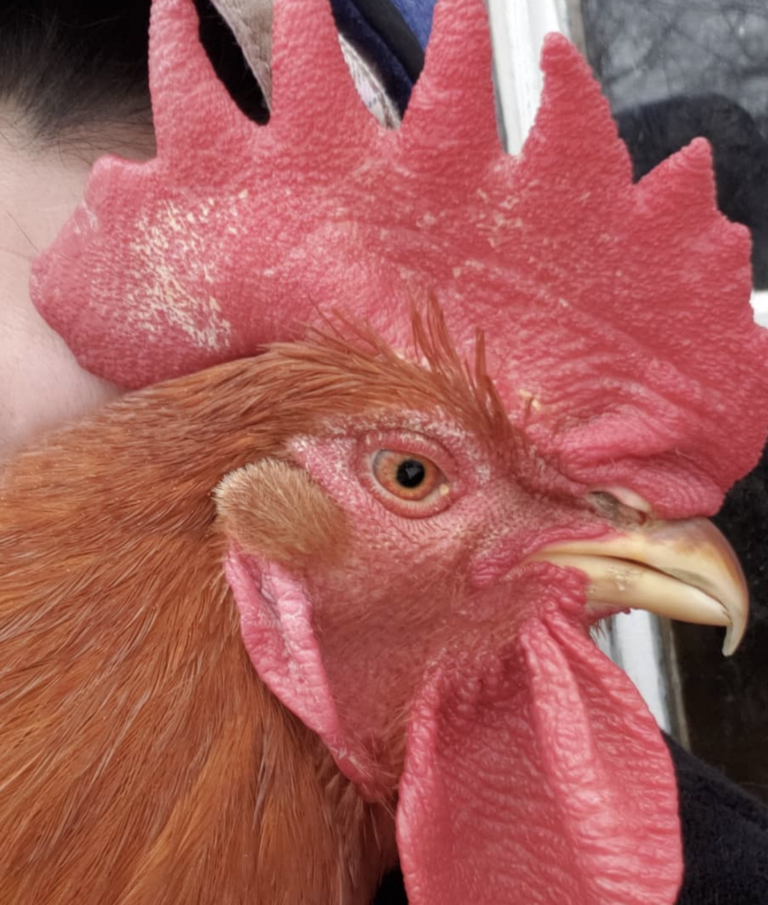 How Do Feathers Work, And What Can They Tell You? An Introduction For