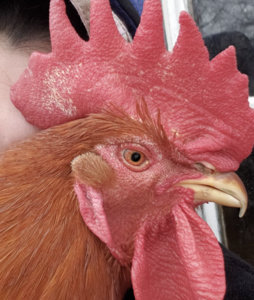 An close up image of the face of a red rooster. Above his eyes he exhibits longer bristle feathers that resemble eyebrows. His ears are covered by little muffs that are also made up of tiny bristle feathers. His face also has bristle feathers that resemble stubble. 