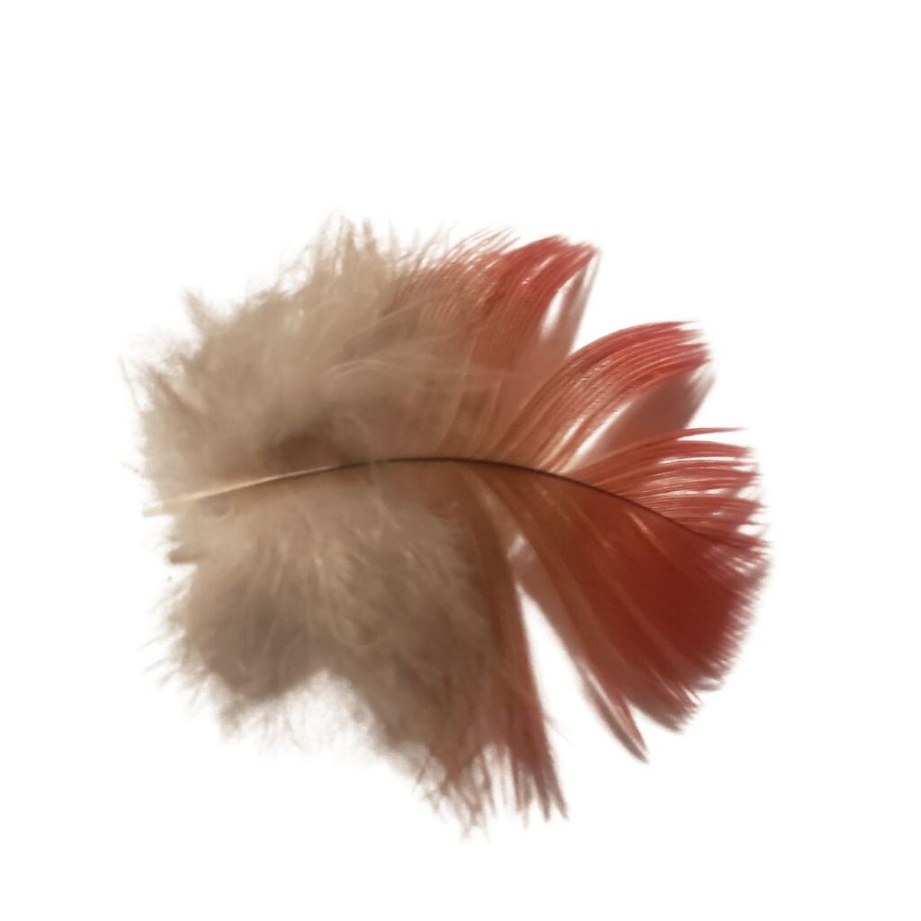 This is an image of a semiplume feather. The feather is small and round in shape, with the bottom having downy fluff and the top having red barbs that interlock.