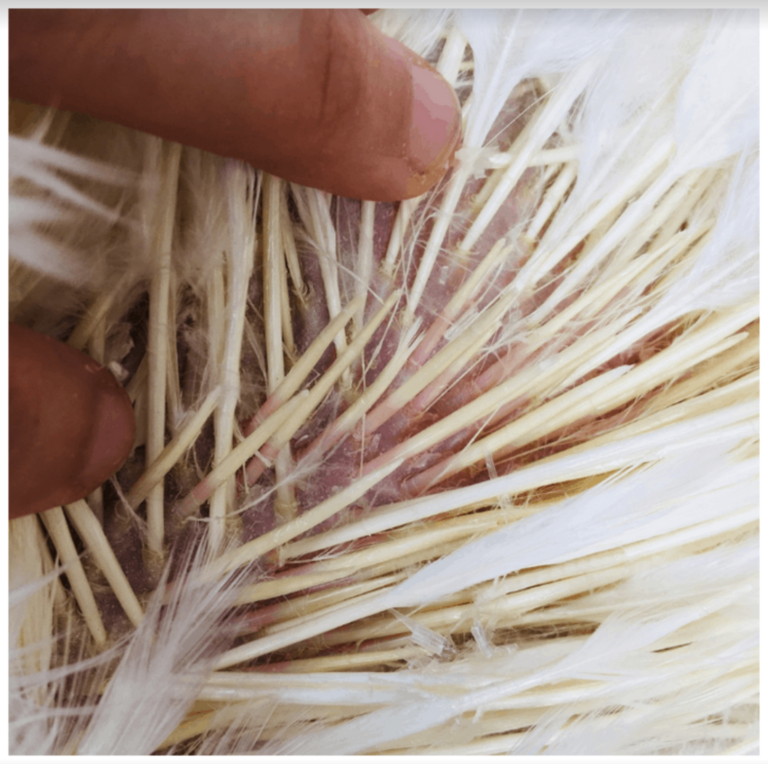 How Do Feathers Work, And What Can They Tell You? An Introduction For