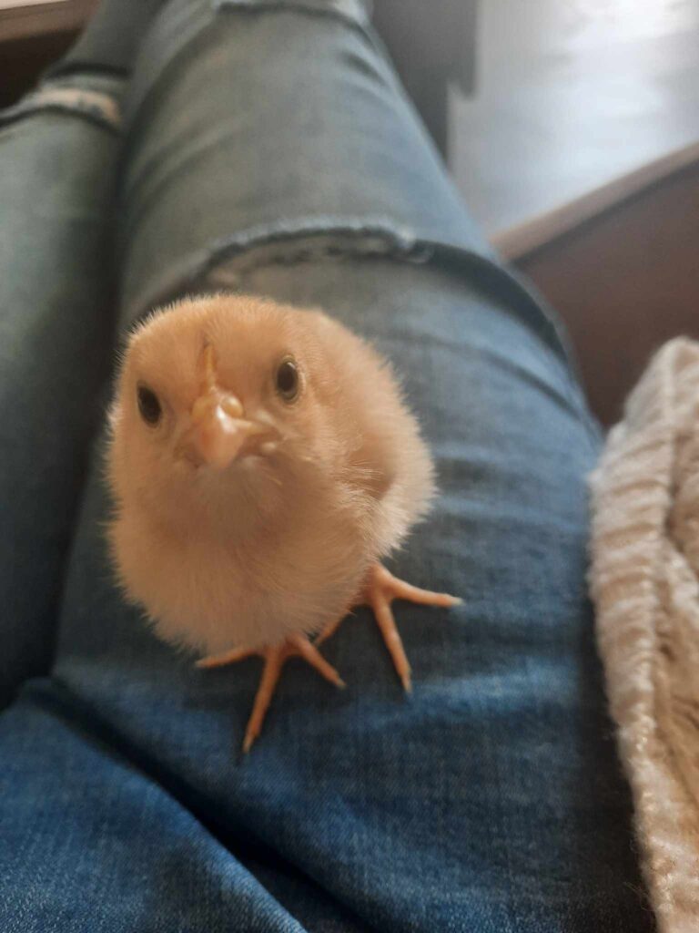 An image of a small yellow chick sitting on a person's leg. The check is covered in fluffy down.