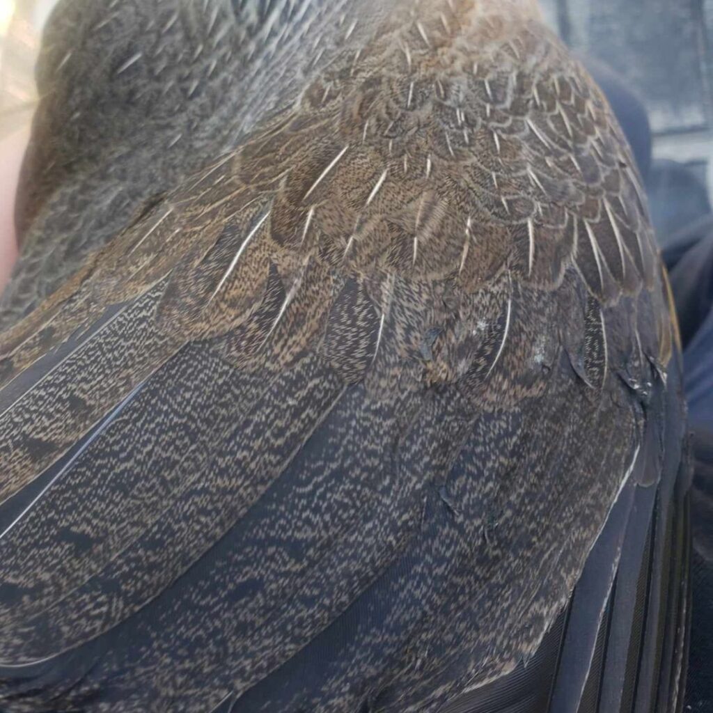 This is a close up image of a game hen's right wing. The top part of her wing, closest to her body, is covered in small feathers that look like scales in shape. Those lead up to longer feathers.  