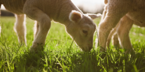 A lamb eats fresh spring grass in the sun.