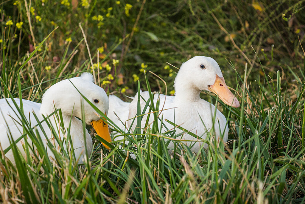 two white ducks sit in the green grass