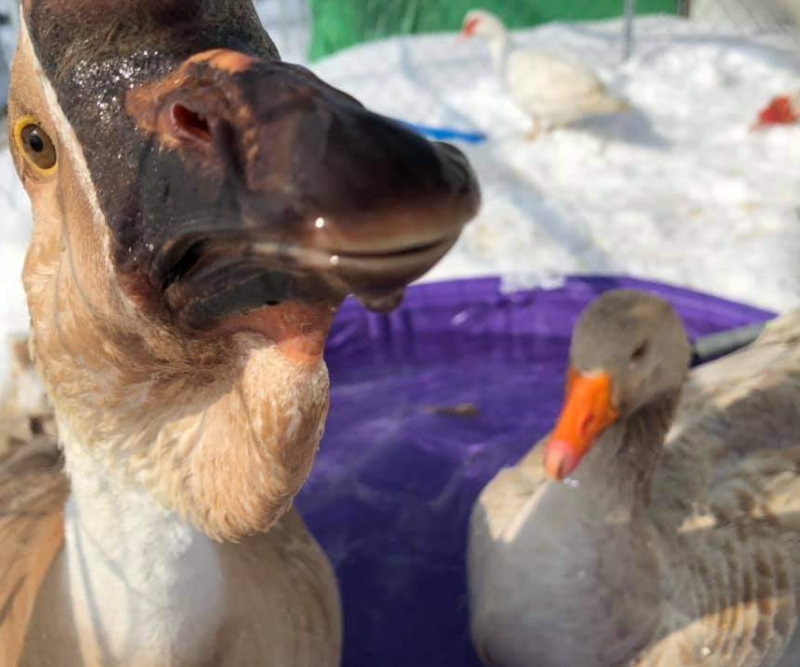 a grey goose with a mostly black bill, large knob, and neck dewlap looks into the camera as water drips from his bill. Behind him, a grey goose with an orange bill sits in a kiddie pool.