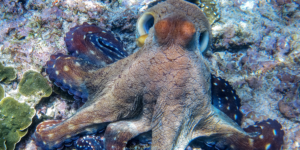 Picture depicts a brownish tan octopus with deep set eyes curled around a rock looking at the camera.