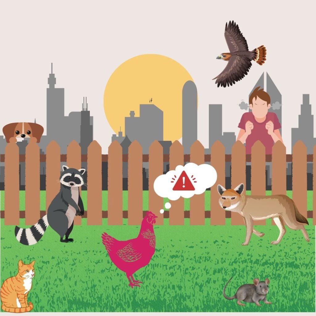 An image featuring a cityscape in the background. A chicken stands behind a fence, and is surrounded by the following potential predator threats: a hawk overhead, an angry human on the other side of the fence, a dog looking over the fence, a raccoon eyeing the chicken, a coyote eyeing the chicken, a cat, and a rat. 