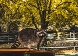 An image of a raccoon standing on top of a chicken coop.