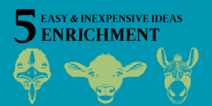 A bright teal banner reads "5 Easy & Inexpensive Enrichment Ideas". There are happy faces of a cow, donkey, and turkey resident.