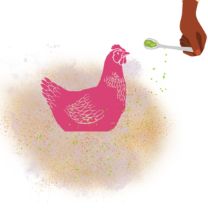 A pink chicken takes a dust bath while a caregiver adds sweet-smelling herbs to the dust.