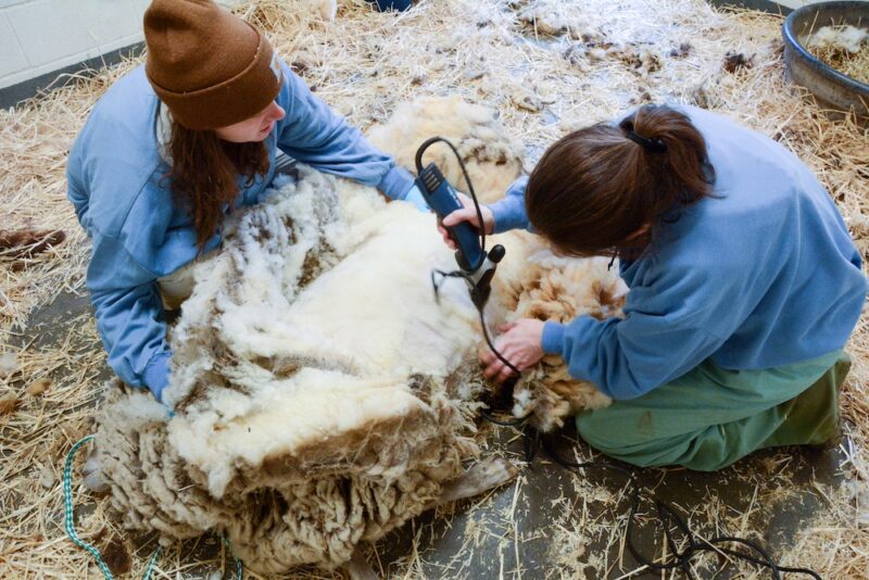 One caregiver gently holds a resident on their side while the other shears them.